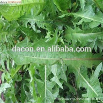 Taraxacum mongolicum Extract powder